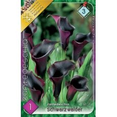 Zantedeschia – Schwarzwalder