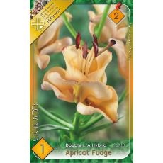 Lilium – Apricot Fudge