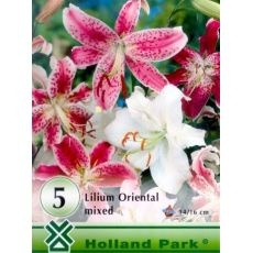 Lilium oriental – mixed