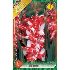 Gladiolus – Zizanie