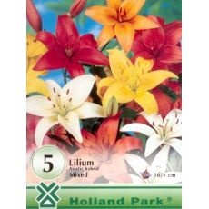 Lilium asiatic – mixed